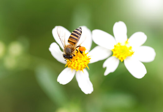 Bee collecting honey on nature flower - Macro Photography Series