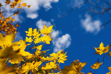 yellow maple autumn leaves against sky