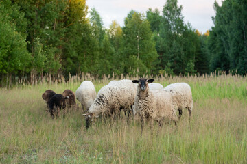 Obraz premium a flock of sheep in a field