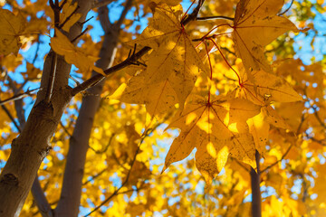 Fototapeta na wymiar yellow maple autumn leaves in the sun