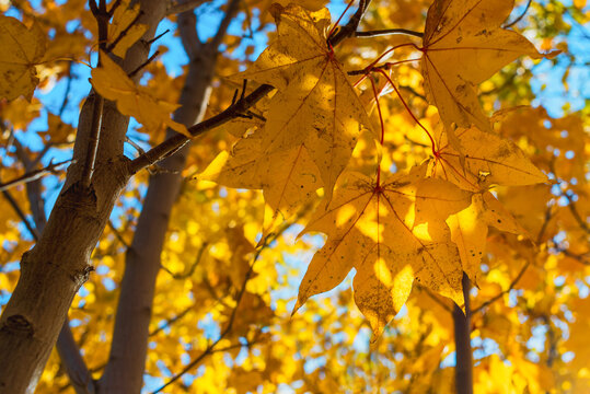 yellow maple autumn leaves in the sun