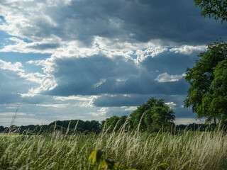 Grove in subeams behind a field in the interaction of sun and clouds.