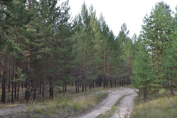 road in the forest