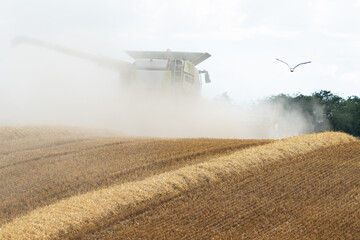 Fototapeta premium A combine harvester disappears in a cloud of dust.
