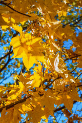yellow maple autumn leaves background