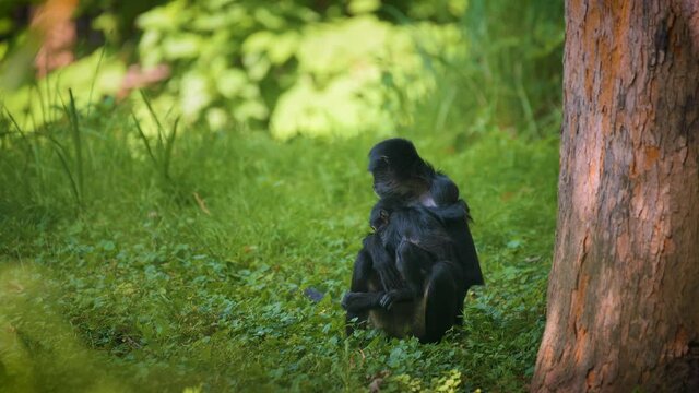 Geoffroy's Spider Monkey and its baby