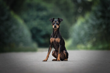 Portrait Hund im grünen Mais und Blättern mit Bäumen im Hintergrund in der Natur