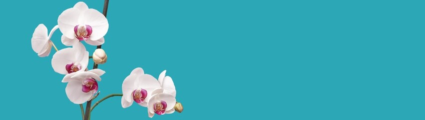 Close-up of orchid flowers isolated on blue background with copy space banner