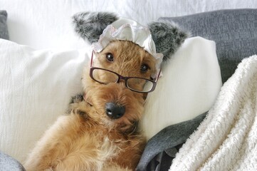 Cute airedale terrier puppy portrait laying on back in glasses and Wolf costume 