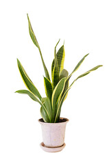 Sansevieria trifasciata, or the Mother-in-Law's Tongue on white background.