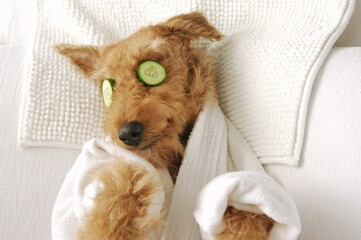 Cute airedale terrier dog enjoying spa day in face mask cucumber patches  - obrazy, fototapety, plakaty