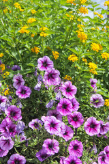 Purple and Pink Petunias in bright sunlight