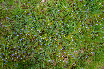 Naklejka na ściany i meble Blue blossoms of persian speedwell, also called Veronica persica or Persischer Ehrenpreis