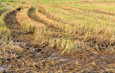 Rice field with vehicle wheel tracks. Stubble of rice in paddy field.