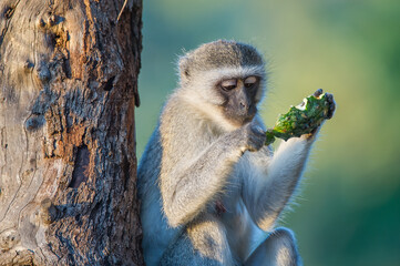 Vervet Monkey Eating Fruit from a Tree