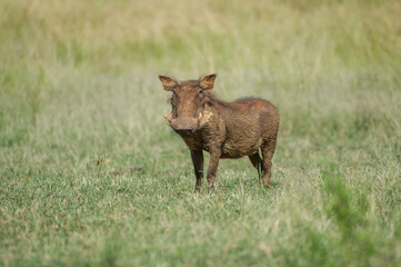 Warthog in the Bush
