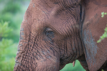 Close-up Portrait of an African Elephant