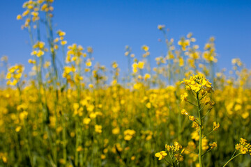Fototapeta premium Yellow rapeseed flowers in a field against a blue sky.