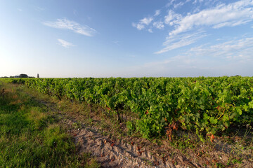 Fototapeta na wymiar Vineyards of the Medoc in the Gironde estuary