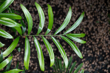 Zamia Integrifolia Long Leaves