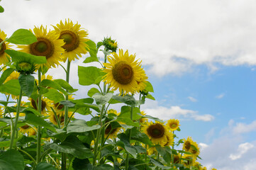 夏空の下に咲くヒマワリの花