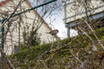 A lonely sparrow sits in a bare tree
