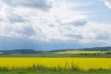 Fototapeta premium Yellow fields of flowering rapeseed, green meadows and trees, blue sky. Agricultural machinery in the distance. Rural scene