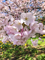 Fototapeta premium Yoshino cherry