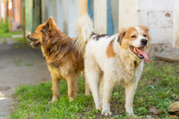 Two large dogs: red and white with brown spots.