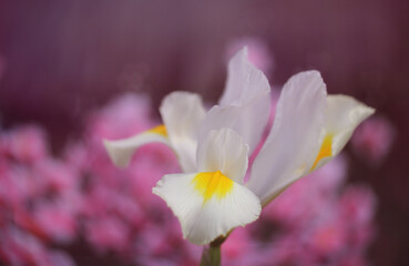 Obraz na płótnie Canvas White Iris in Springtime garden With Pink Bokeh,