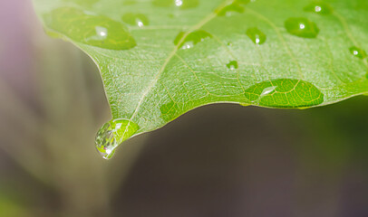 Rain drop on leaf macro.