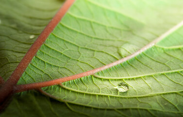 Drop on leaf macro