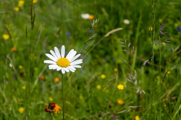 Chamomile, a meadow flower with white petals and a yellow center against a background of bright juicy greenery