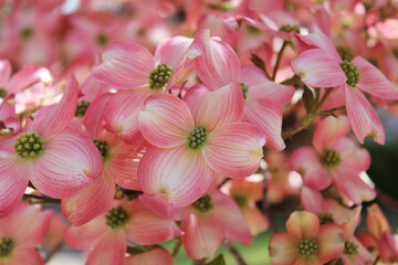 Fototapeta na wymiar Pink Dogwood Flowers in full bloom Cornus florida