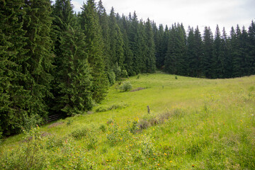 Fototapeta na wymiar Alpine meadow in the forests of the Carpathians with lush grass surrounded by a beautiful coniferous forest