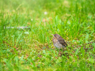A fieldfare chick, Turdus pilaris, has left the nest and sitting on the spring lawn. A fieldfare chick sits on the ground and waits for food from its parents.