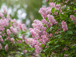 Pink Blooming Lilac Flowers in spring with blured background