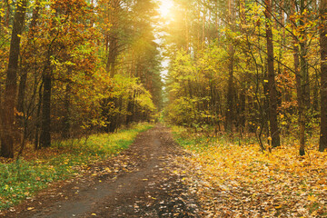 Yellow autumn forest. Way and falling leaves. Morning outdoors. Landscape with sunlight