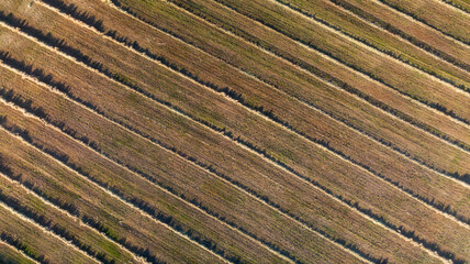 Low Aerial flight over Green and lush Agricultural fields of Corn plants on sunny morning.