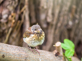 A fieldfare chick, Turdus pilaris, has left the nest and is sitting on a branch. A chick of fieldfare sitting and waiting for a parent on a branch.