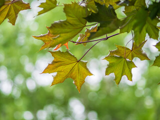Spring branches of maple tree with fresh green leaves