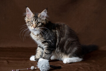 Beautiful Maine Coon kitten, three months old.