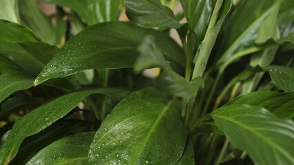 close-up peace lily and wilted leaves