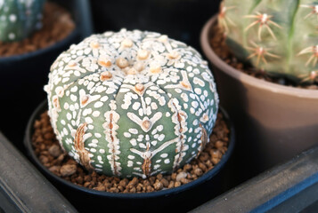 Astrophytum asterias cactus tropical plant.in home garden