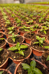 Young plants growing in plant nursery