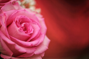 Soft Pink Rose on Red Bokeh Background