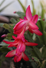 Fototapeta premium Christmas Cactus in Bloom With Pink Flowers S. truncata