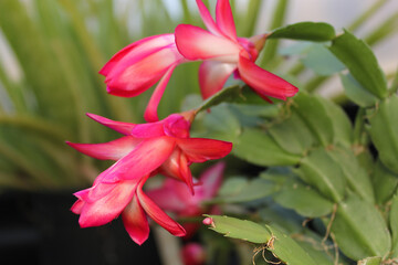 Fototapeta premium Christmas Cactus in Bloom With Pink Flowers S. truncata