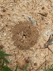 close up of a ants house
