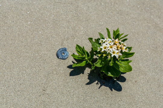 High angle shot of fresh Argusia sibirica flowers on the sand